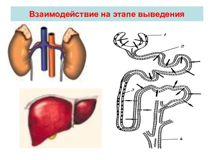 Взаимодействие на этапе выведения