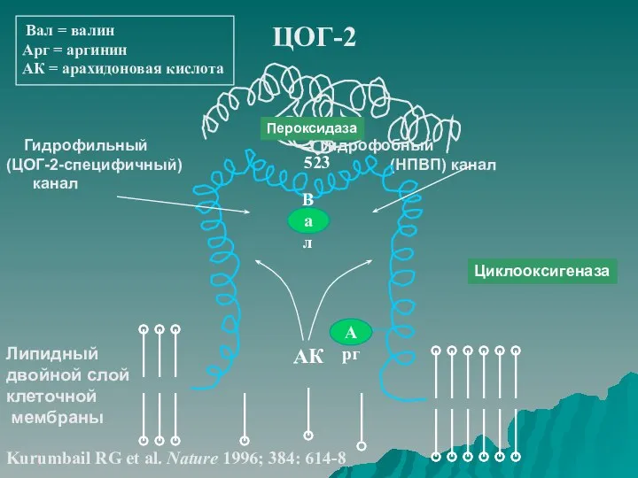 Вал = валин Арг = аргинин АК = арахидоновая кислота ЦОГ-2