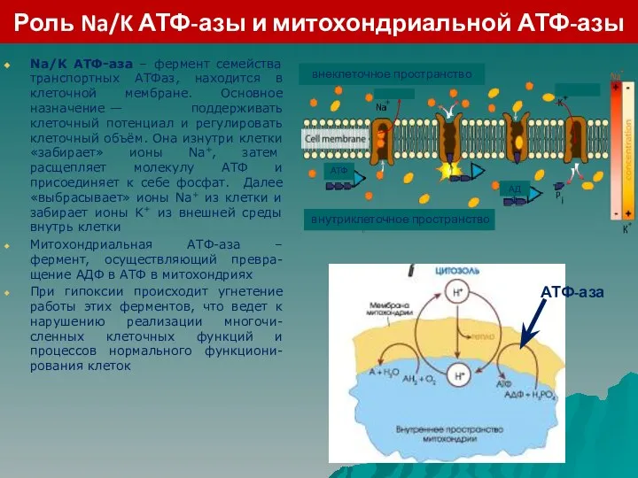 Роль Na/K АТФ-азы и митохондриальной АТФ-азы Na/K АТФ-аза – фермент семейства