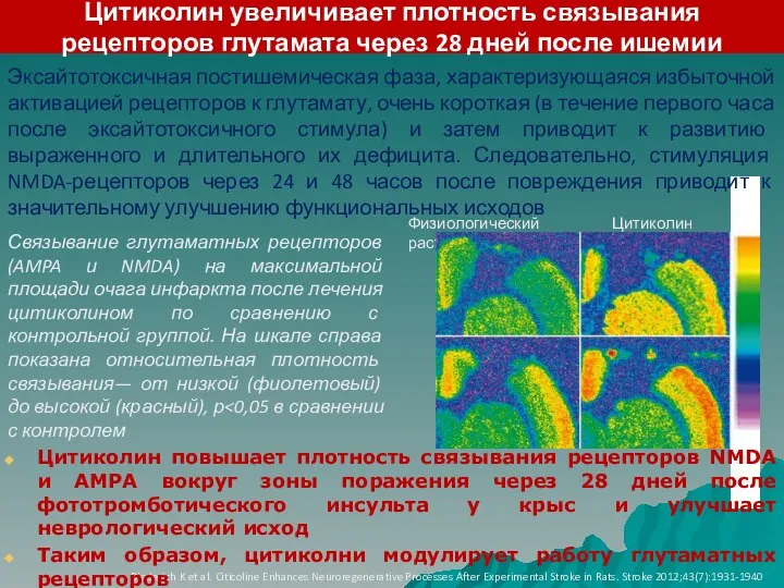 Цитиколин увеличивает плотность связывания рецепторов глутамата через 28 дней после ишемии