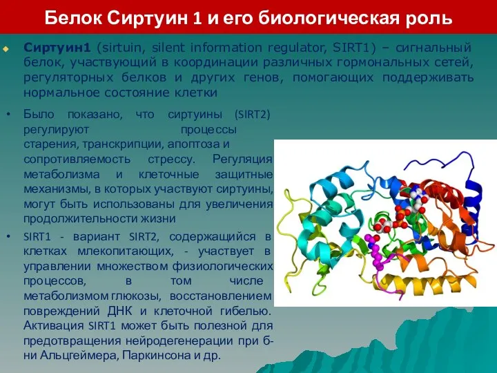 Белок Сиртуин 1 и его биологическая роль Сиртуин1 (sirtuin, silent information