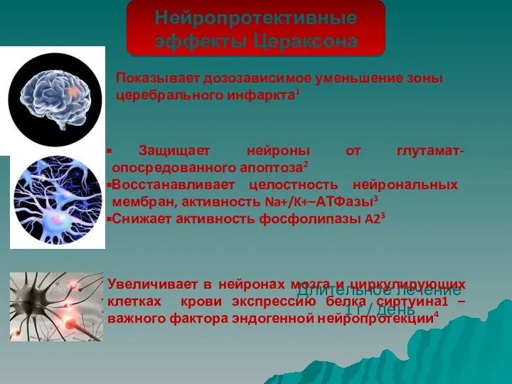 Длительное лечение 1 г / день Показывает дозозависимое уменьшение зоны церебрального