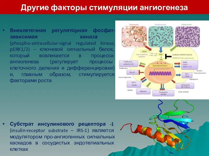 Другие факторы стимуляции ангиогенеза Внеклеточная регуляторная фосфат-зависимая киназа (phospho-extracellular-signal regulated kinase,