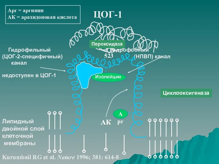 Арг = аргинин АК = арахидоновая кислота ЦОГ-1 АК Гидрофильный Гидрофобный