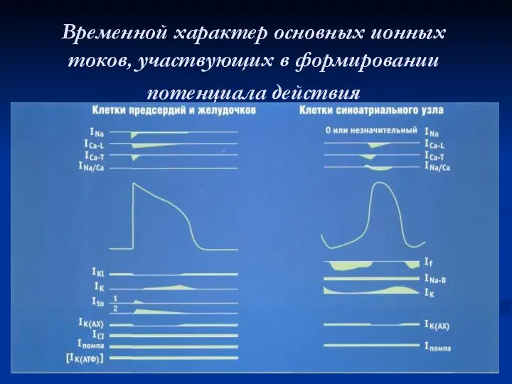 Временной характер основных ионных токов, участвующих в формировании потенциала действия