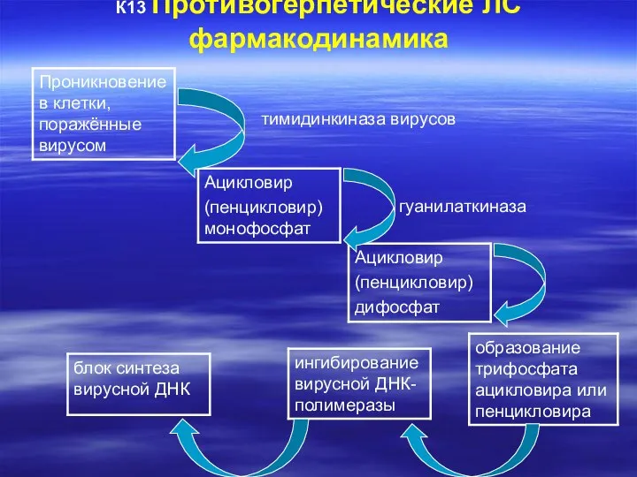 К13 Противогерпетические ЛС фармакодинамика тимидинкиназа вирусов гуанилаткиназа