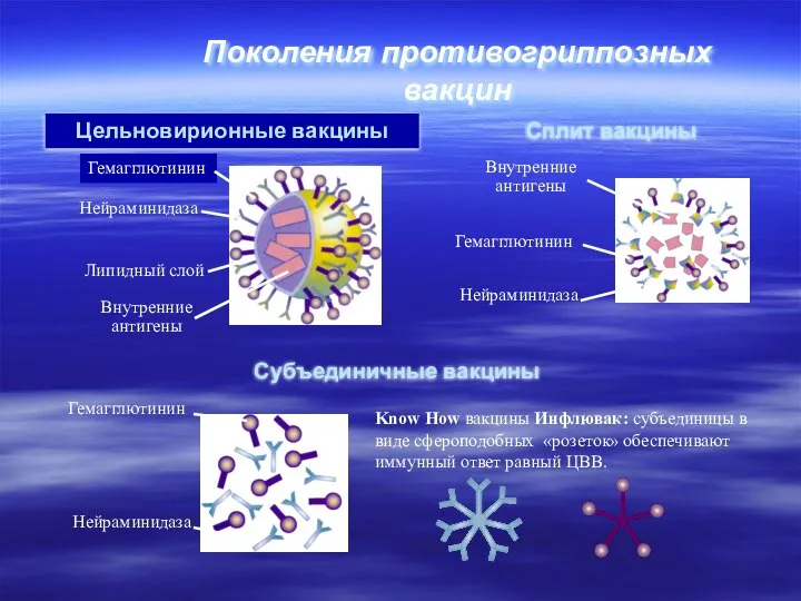 Цельновирионные вакцины Сплит вакцины Субъединичные вакцины Гемагглютинин Гемагглютинин Нейраминидаза Нейраминидаза Липидный