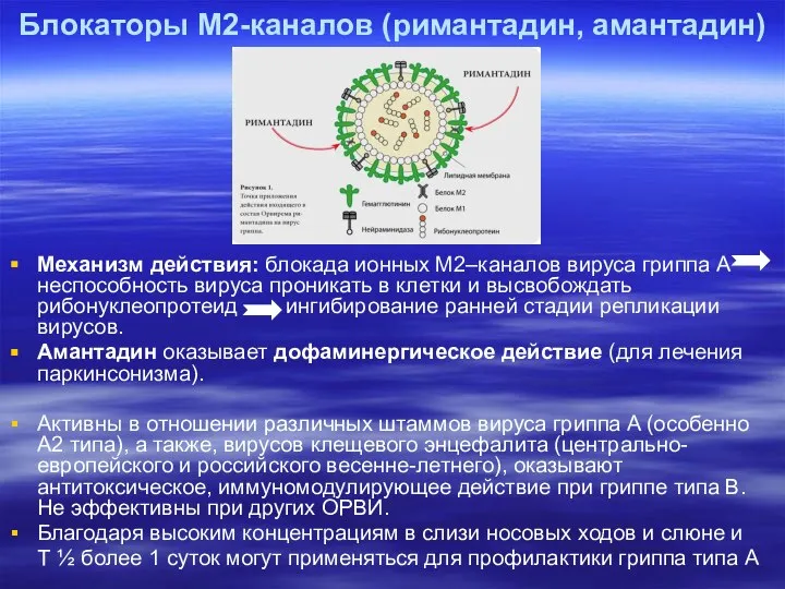 Блокаторы М2-каналов (римантадин, амантадин) Механизм действия: блокада ионных М2–каналов вируса гриппа