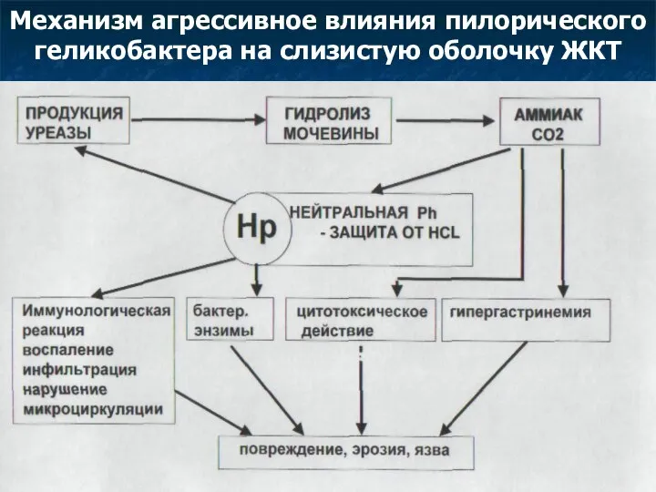 Механизм агрессивное влияния пилорического геликобактера на слизистую оболочку ЖКТ