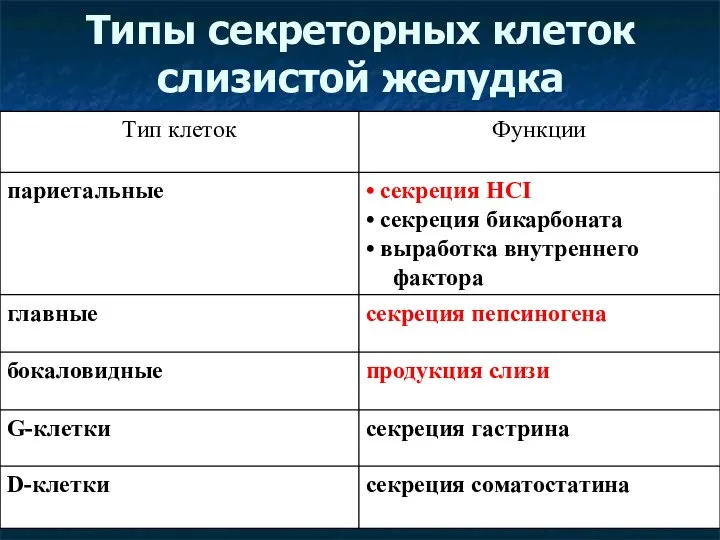 Типы секреторных клеток слизистой желудка