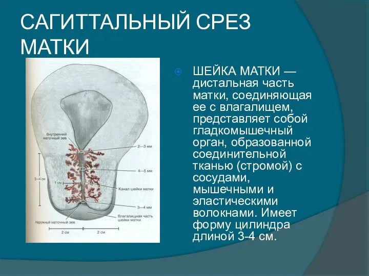 САГИТТАЛЬНЫЙ СРЕЗ МАТКИ ШЕЙКА МАТКИ — дистальная часть матки, соединяющая ее