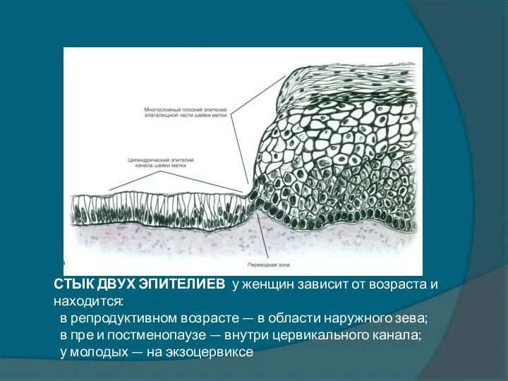 СТЫК ДВУХ ЭПИТЕЛИЕВ у женщин зависит от возраста и находится: в