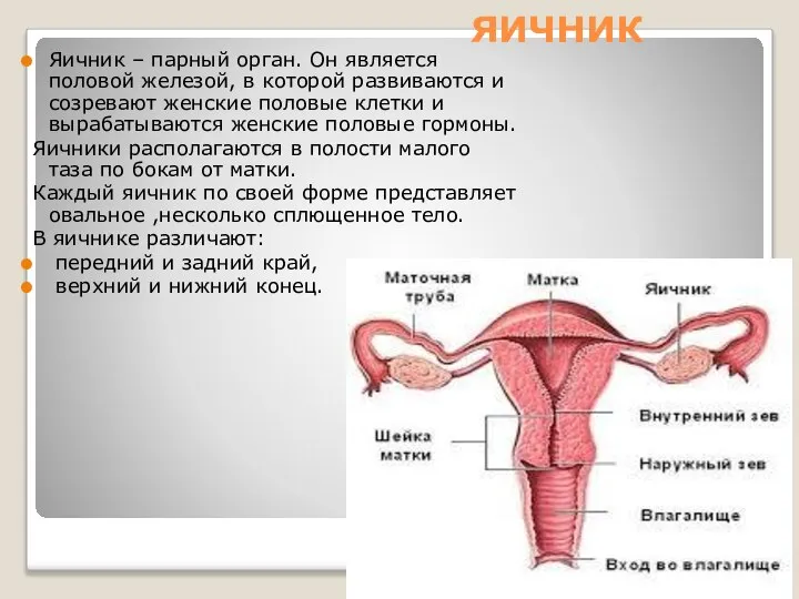 ЯИЧНИК Яичник – парный орган. Он является половой железой, в которой