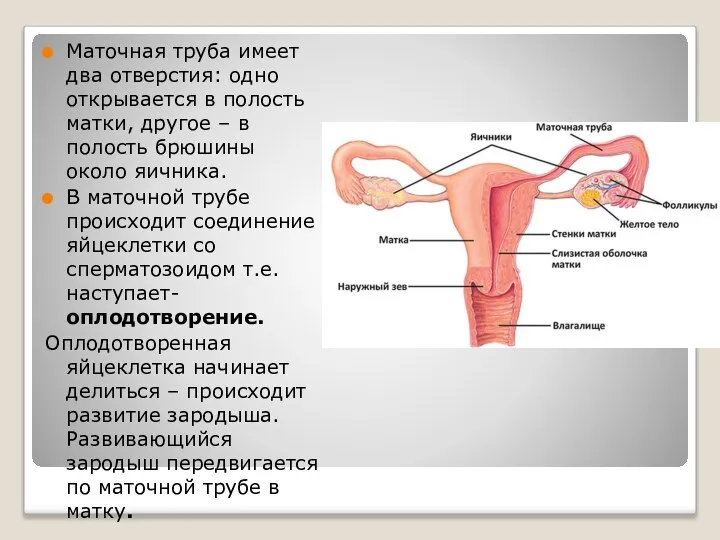 Маточная труба имеет два отверстия: одно открывается в полость матки, другое