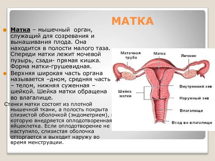 МАТКА Матка – мышечный орган, служащий для созревания и вынашивания плода.