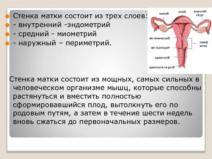 Стенка матки состоит из трех слоев: - внутренний -эндометрий - средний