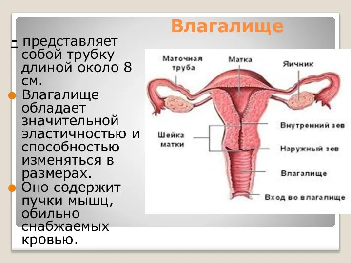 Влагалище - представляет собой трубку длиной около 8 см. Влагалище обладает