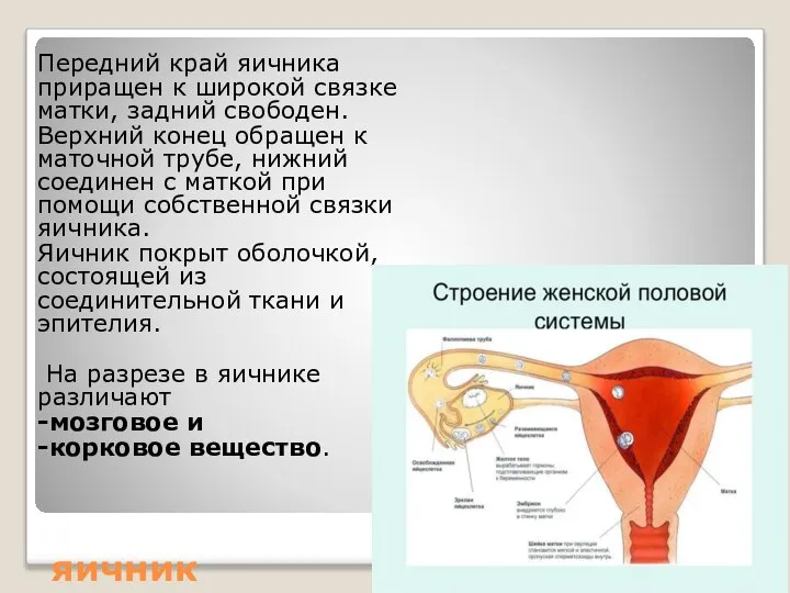 яичник Передний край яичника приращен к широкой связке матки, задний свободен.