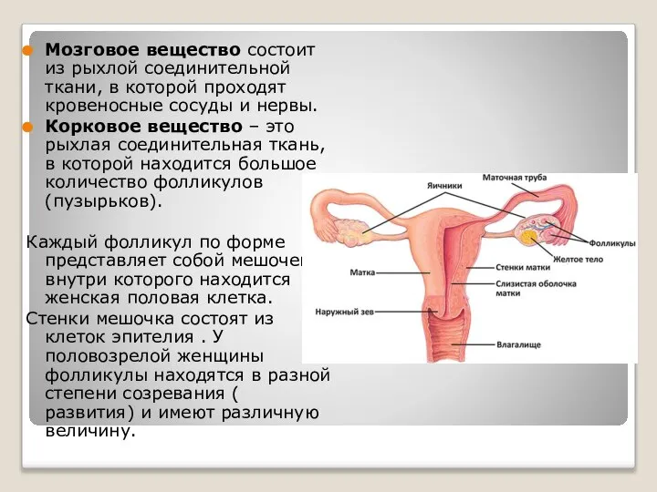 Мозговое вещество состоит из рыхлой соединительной ткани, в которой проходят кровеносные