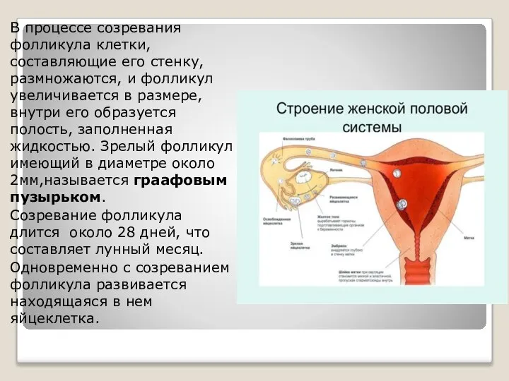 В процессе созревания фолликула клетки, составляющие его стенку, размножаются, и фолликул