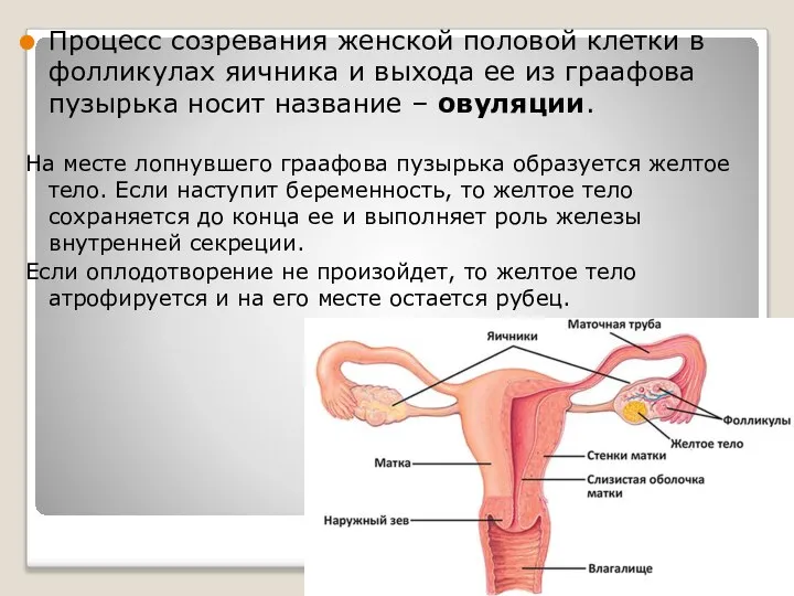 Процесс созревания женской половой клетки в фолликулах яичника и выхода ее