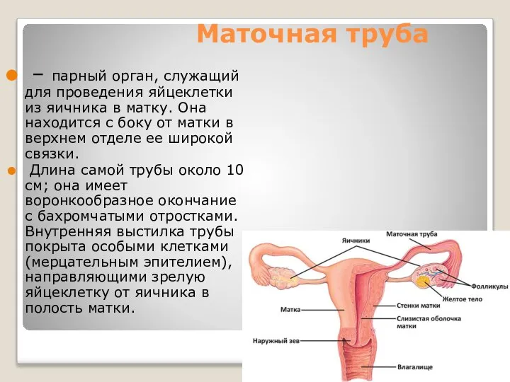 Маточная труба – парный орган, служащий для проведения яйцеклетки из яичника