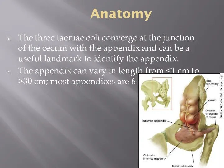 Anatomy The three taeniae coli converge at the junction of the