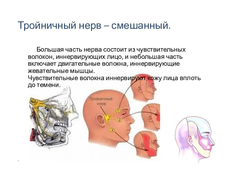 Тройничный нерв – смешанный. Большая часть нерва состоит из чувствительных волокон,