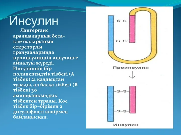 Инсулин Лангерганс аралшаларның бета–клеткаларының секреторлы гранулаларында проинсулиннің инсулинге айналуы жүреді. Инсулиннің