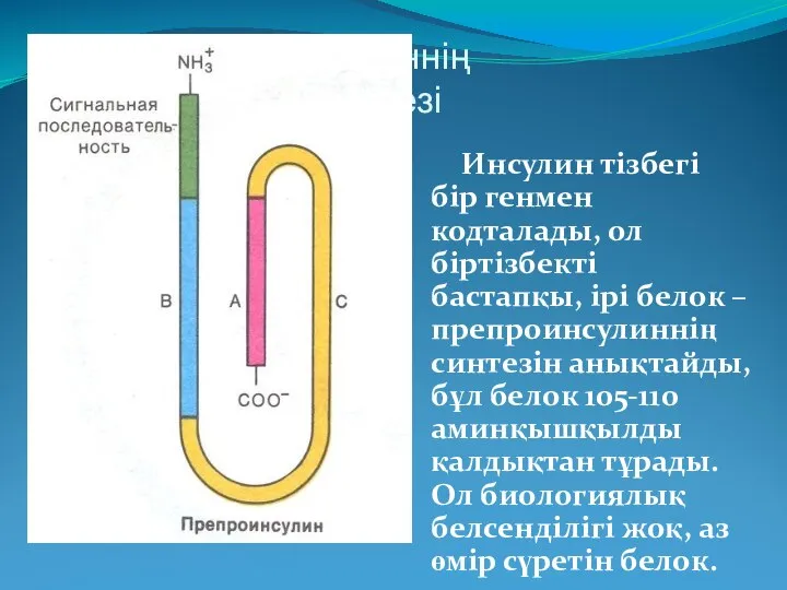 Инсулиннің биосинтезі Инсулин тізбегі бір генмен кодталады, ол біртізбекті бастапқы, ірі