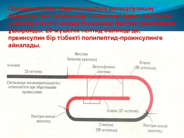 Препроинсулин эндоплазмалық ретикулумның бұдырлы цистернасында полисомалардан секторлы гранулаға өтетін жолда N-соңынан