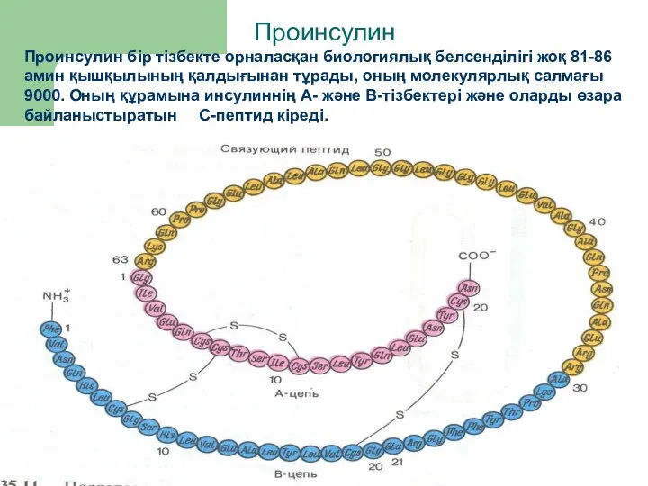 Проинсулин Проинсулин бір тізбекте орналасқан биологиялық белсенділігі жоқ 81-86 амин қышқылының