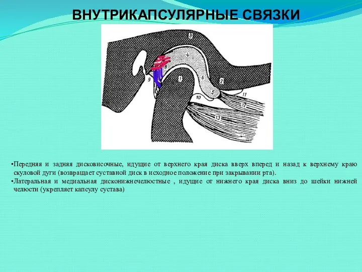 ВНУТРИКАПСУЛЯРНЫЕ СВЯЗКИ Передняя и задняя дисковисочные, идущие от верхнего края диска