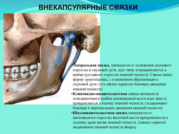 ВНЕКАПСУЛЯРНЫЕ СВЯЗКИ Латеральная связка, начинается от основания скулового отростка и скуловой