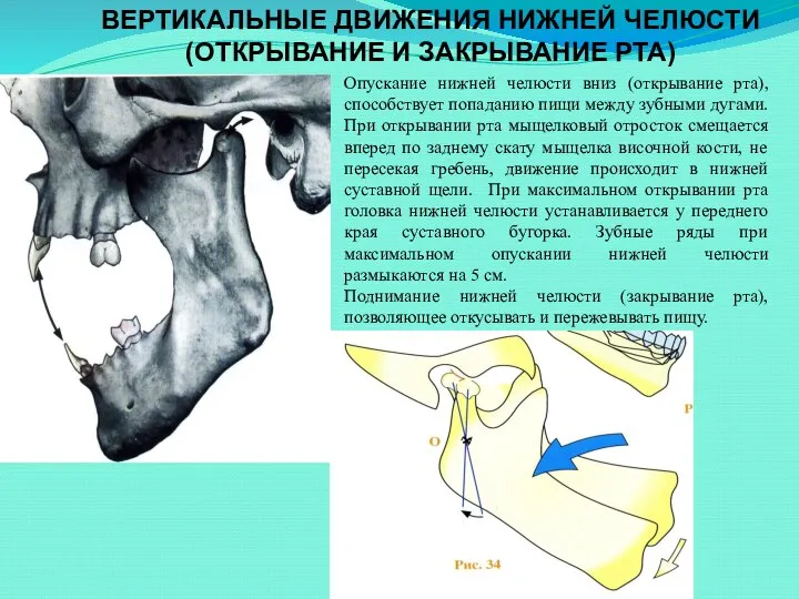 ВЕРТИКАЛЬНЫЕ ДВИЖЕНИЯ НИЖНЕЙ ЧЕЛЮСТИ (ОТКРЫВАНИЕ И ЗАКРЫВАНИЕ РТА) Опускание нижней челюсти