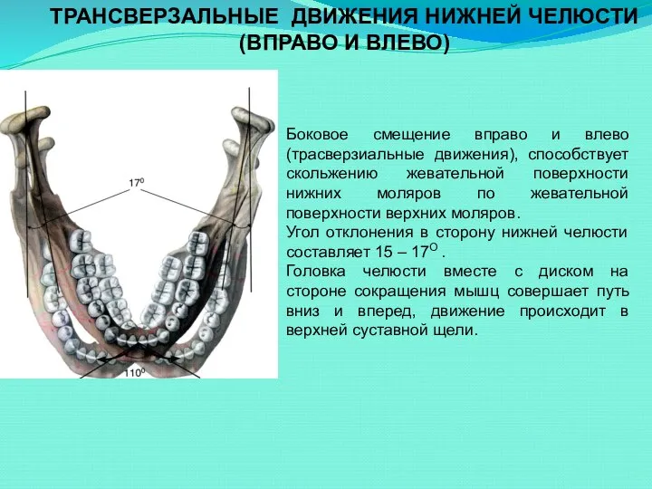 ТРАНСВЕРЗАЛЬНЫЕ ДВИЖЕНИЯ НИЖНЕЙ ЧЕЛЮСТИ (ВПРАВО И ВЛЕВО) Боковое смещение вправо и