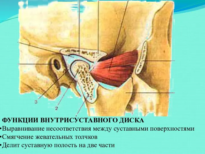 ФУНКЦИИ ВНУТРИСУСТАВНОГО ДИСКА Выравнивание несоответствия между суставными поверхностями Смягчение жевательных толчков