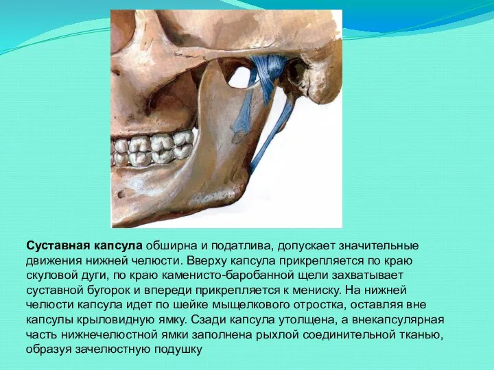 Суставная капсула обширна и податлива, допускает значительные движения нижней челюсти. Вверху