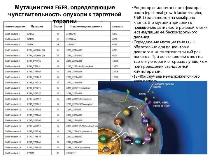 Мутации гена EGFR, определяющие чувствительность опухоли к таргетной терапии Рецептор эпидермального