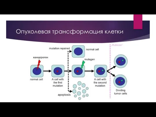 Опухолевая трансформация клетки