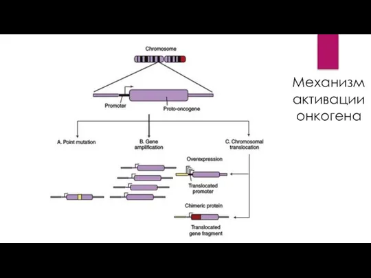 Механизм активации онкогена