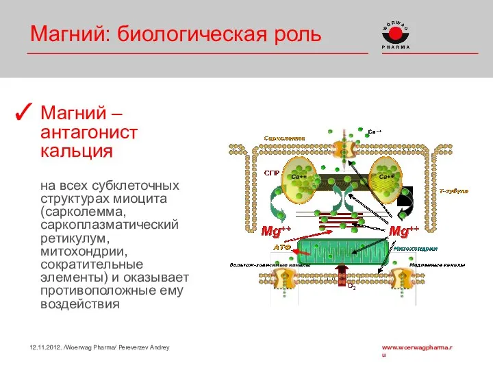 Магний – антагонист кальция на всех субклеточных структурах миоцита (сарколемма, саркоплазматический