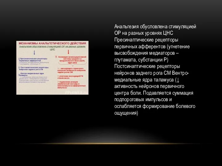 Анальгезия обусловлена стимуляцией ОР на разных уровнях ЦНС Пресинаптические рецепторы первичных