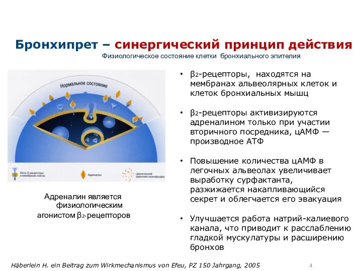 Физиологическое состояние клетки бронхиального эпителия Адреналин является физиологическим агонистом β2-рецепторов Бронхипрет