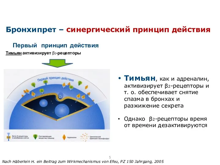 Первый принцип действия Тимьян активизирует β2-рецепторы Бронхипрет – синергический принцип действия