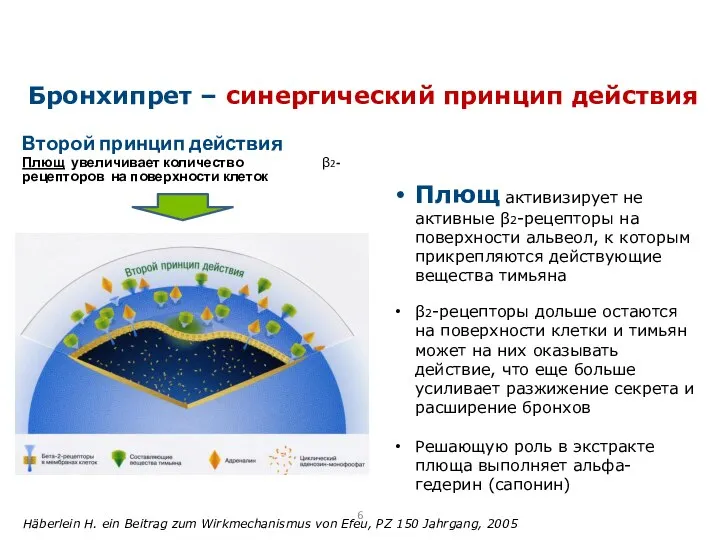 Второй принцип действия Плющ увеличивает количество β2- рецепторов на поверхности клеток