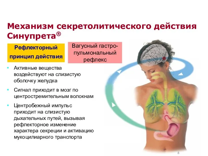 Механизм секретолитического действия Синупрета® Активные вещества воздействуют на слизистую оболочку желудка