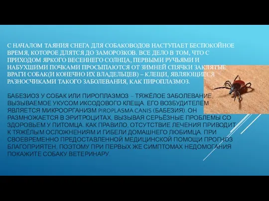 С НАЧАЛОМ ТАЯНИЯ СНЕГА ДЛЯ СОБАКОВОДОВ НАСТУПАЕТ БЕСПОКОЙНОЕ ВРЕМЯ, КОТОРОЕ ДЛЯТСЯ