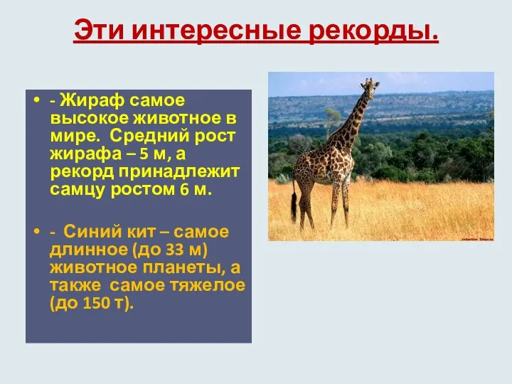 Эти интересные рекорды. - Жираф самое высокое животное в мире. Средний