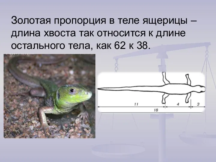 Золотая пропорция в теле ящерицы – длина хвоста так относится к